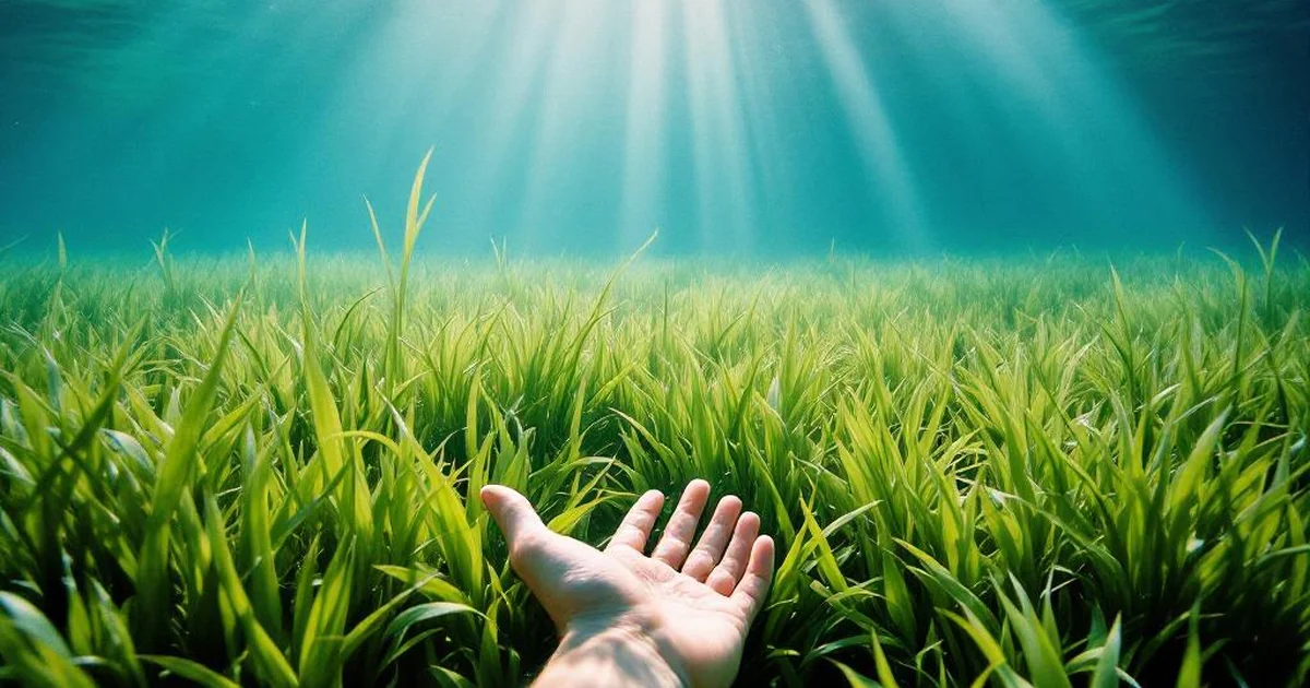 Seagrass Meadow Restoration: Carbon Sequestration, Marine Biodiversity, and Coastal Resilience